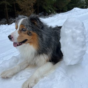 Mertelici na tripu na vrcholu Šrolerův les (25.1.2025 11:53)