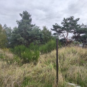 michalzhor na vrcholu Strážná hora (19.10.2024 13:15)