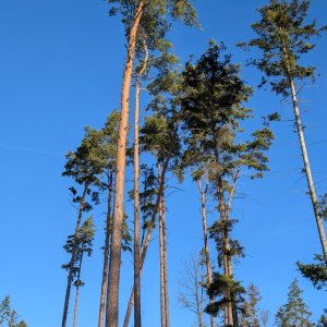 Michal Hájek na vrcholu Příkrá (31.10.2025 8:12)