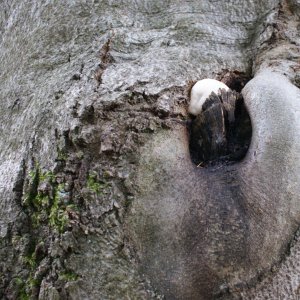 Holi na vrcholu Hřeben - S vrchol (5.10.2025 20:35)