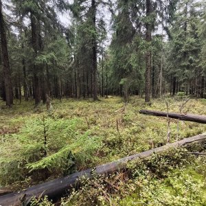 Jiří Králík na vrcholu Perninský vrch (12.10.2025 14:34)