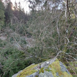 Nojby na vrcholu Rinnelstein (16.12.2025 10:41)