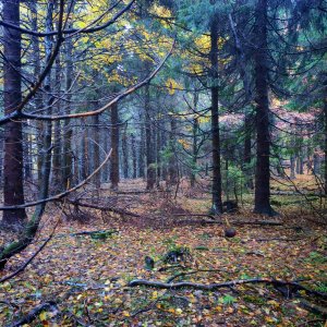 Šárka na vrcholu Hričovec (26.10.2025 15:46)