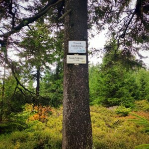 Šárka na vrcholu Smrek Trójkrajny (12.10.2025 15:04)