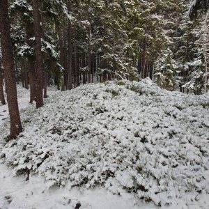 Nojby na vrcholu Hadí hora (19.11.2025 12:39)