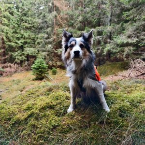 Jiří Králík na vrcholu Jelení vrch (7.12.2025 13:07)