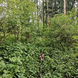 Šárka na vrcholu Farská hůrka (21.7.2023 17:14)