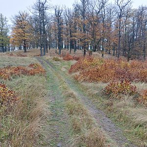Mykas na vrcholu Vlastec (11.11.2023 14:56)