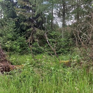 Aralk na vrcholu Pestrý (30.6.2024 13:50)