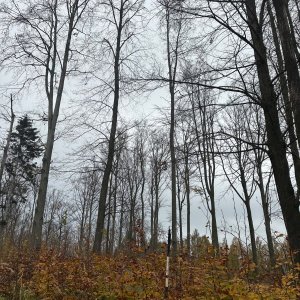 akam na vrcholu Tichavská hůrka V (17.11.2024 15:12)