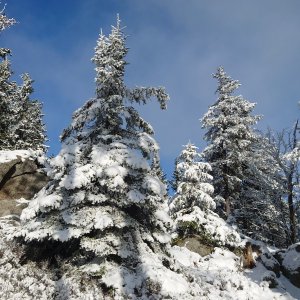 Nojby na vrcholu Černá skála (22.11.2025 11:23)