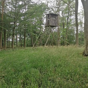 Holi na vrcholu Týčský vrch (5.7.2024 10:13)