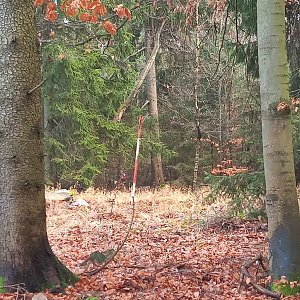 VěrkaN na vrcholu Růžový vrch (26.11.2022 13:15)
