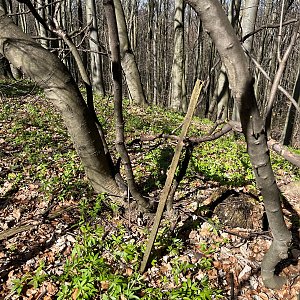 Radka D na vrcholu Hnídavec (29.3.2024 10:31)