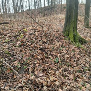 BILI na vrcholu Kocvínek (14.12.2025 12:29)