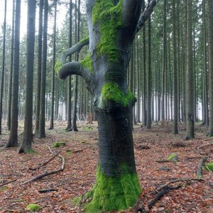 Křivoklátská vrchovina