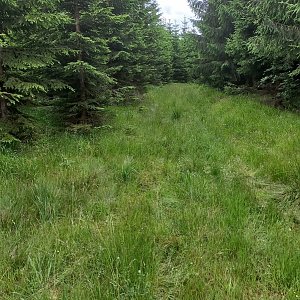 Aralk na vrcholu Jelení hlava (30.6.2024 14:11)