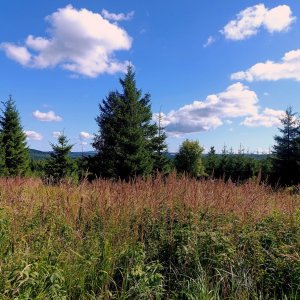 Torr na vrcholu Jelení hlava (31.8.2025 11:00)