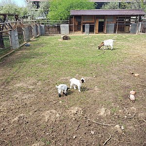 Horalka Anička na vrcholu Soudná (6.4.2024)