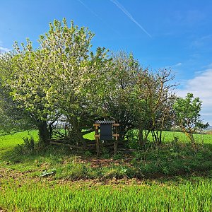 Horalka Anička na vrcholu Hradská (6.4.2024)