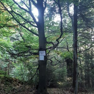 ZdenkaV na vrcholu Pasieczna (13.8.2025 18:54)