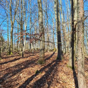 Cyklista 73 na vrcholu U Linharta (20.3.2025 10:14)