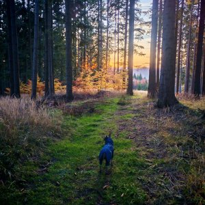 Šárka na vrcholu Doroťanka (31.10.2025 16:14)